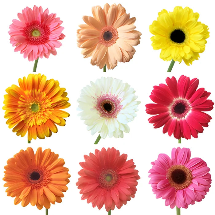 Fresh Cut Gerbera Daisies for Mom