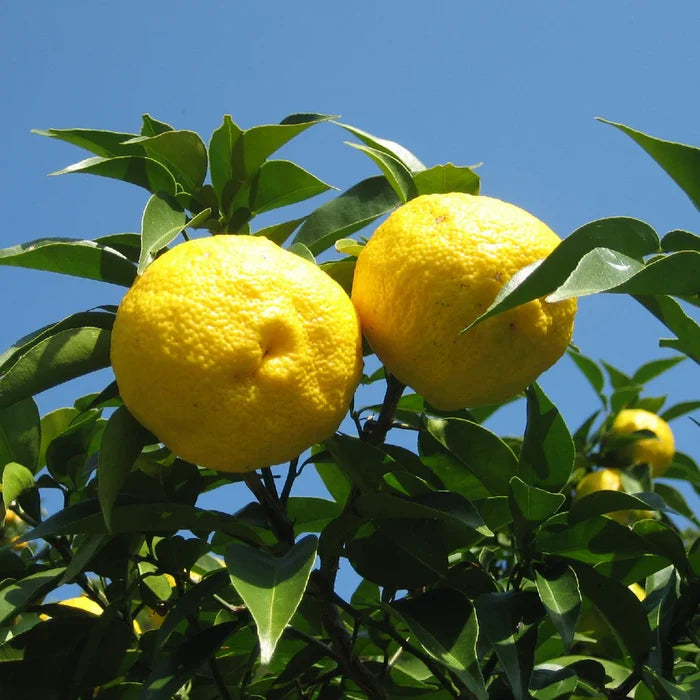 Tokushima Yuzu Salt