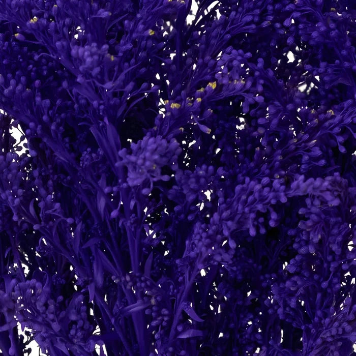 Amethyst Purple Tinted Solidago Flowers Close Up - Image