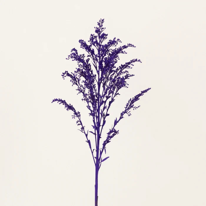 Amethyst Purple Tinted Solidago Flowers Stem - Image