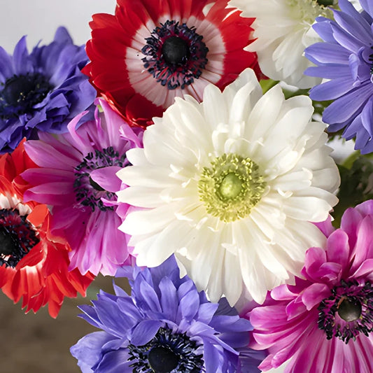 Assorted Rainbow Star Anemone Wholesale Flower Upclose