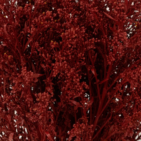 Brown Spice Tinted Solidago Flowers Close Up - Image