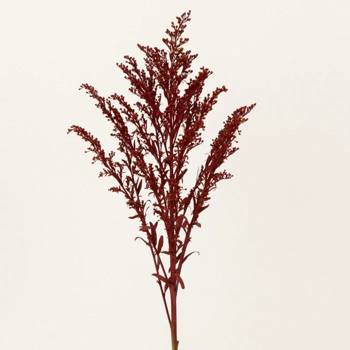 Brown Spice Tinted Solidago Flowers Stem - Image