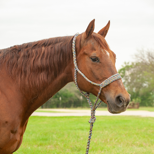 Mardi Gras Flat Braid Halter with Lead