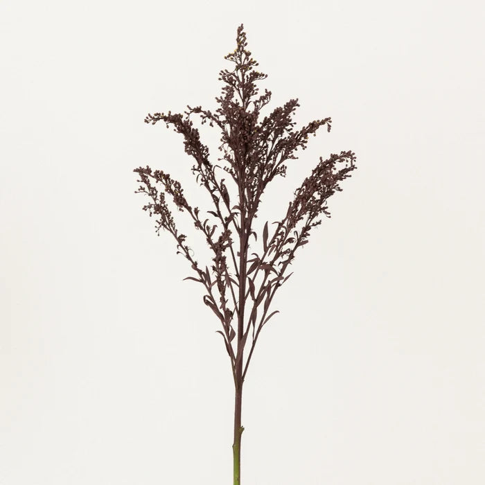 Chocolate Tinted Solidago Flowers Stem - Image