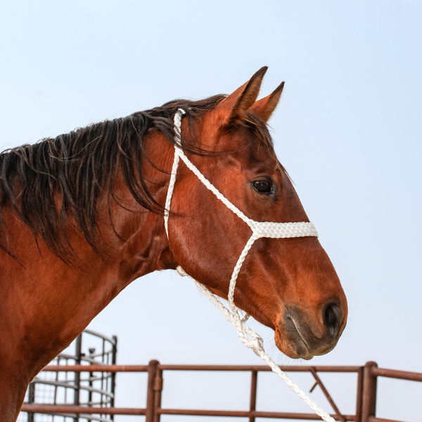 Classic Equine Mule Tape Halter with Lead