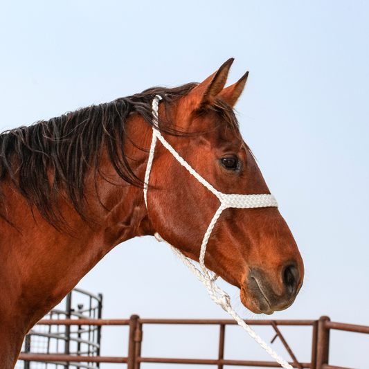 Classic Equine Mule Tape Halter with Lead