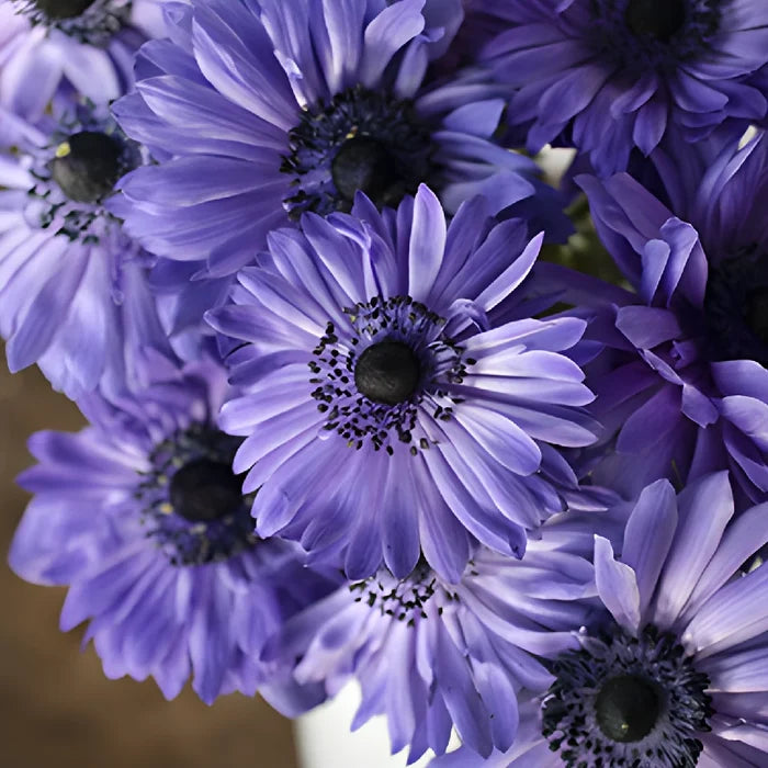 Blue Full Star Anemone Wholesale Flower Upclose