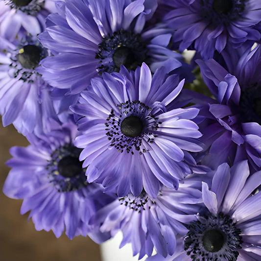 Blue Full Star Anemone Wholesale Flower Upclose