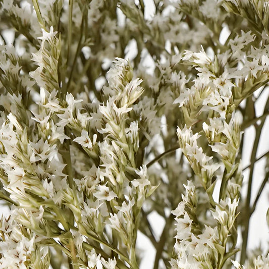 Dried German Statice