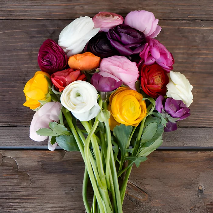 Farm Fresh Cut Ranunculus Flowers For Your House