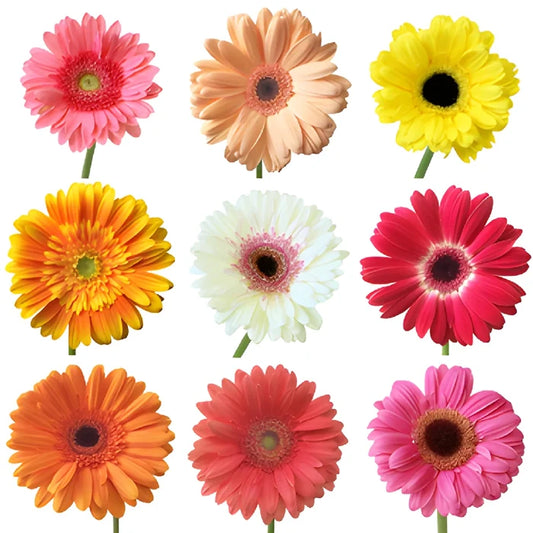 Fresh Cut Gerbera Daisies for Mom