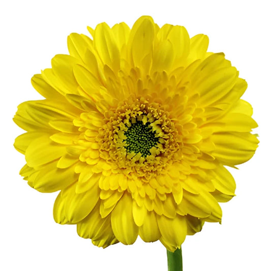 Golden Anniversary Mini Gerbera Daisies
