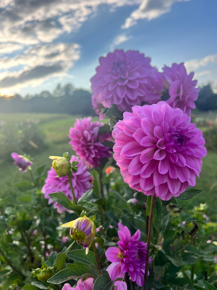 Henk's Lilac Wonder (Europe)