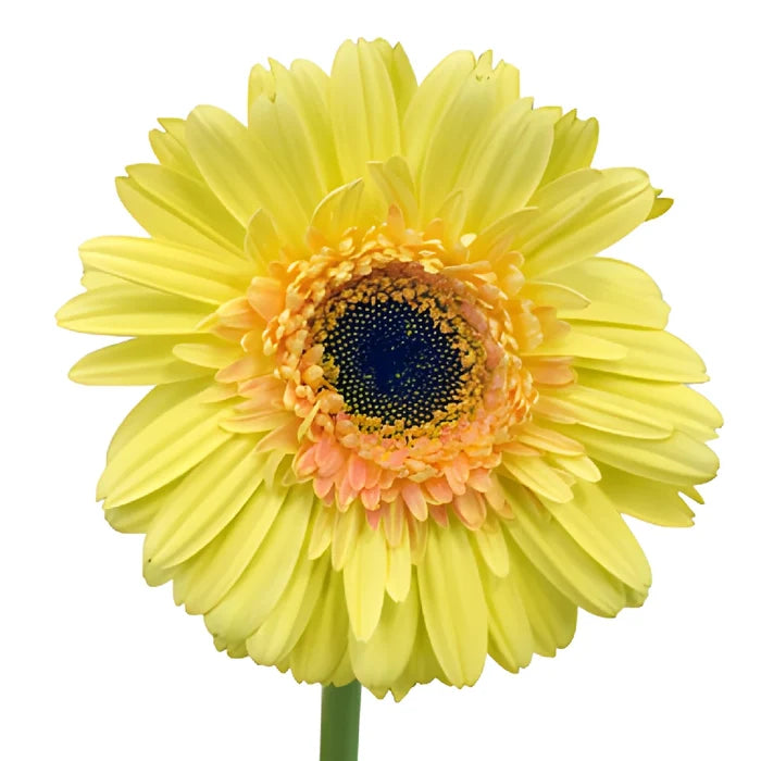 Lemon Zest Gerbera Daisy Flowers
