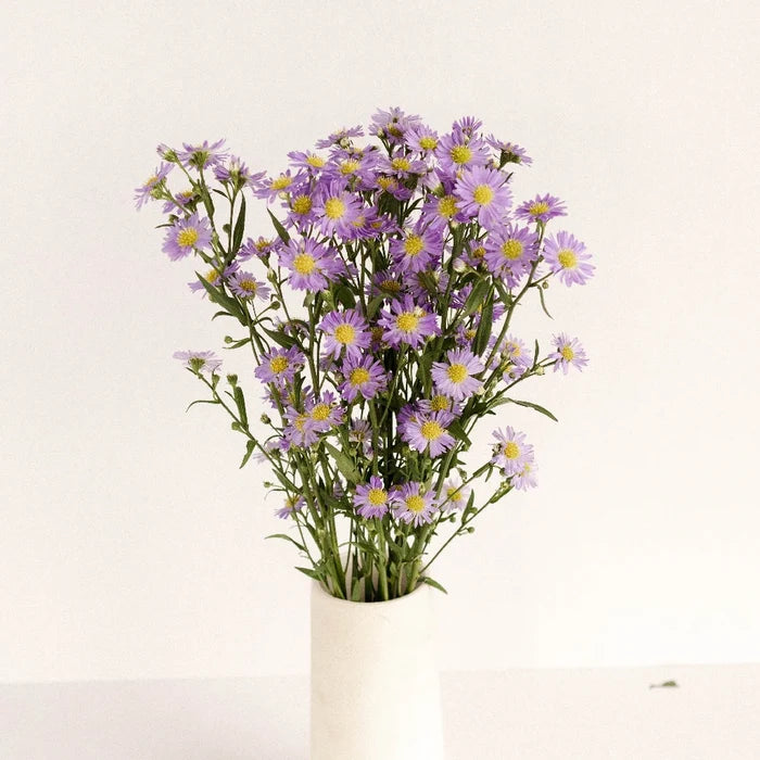 Light Purple Blush Aster Flower Vase - Image