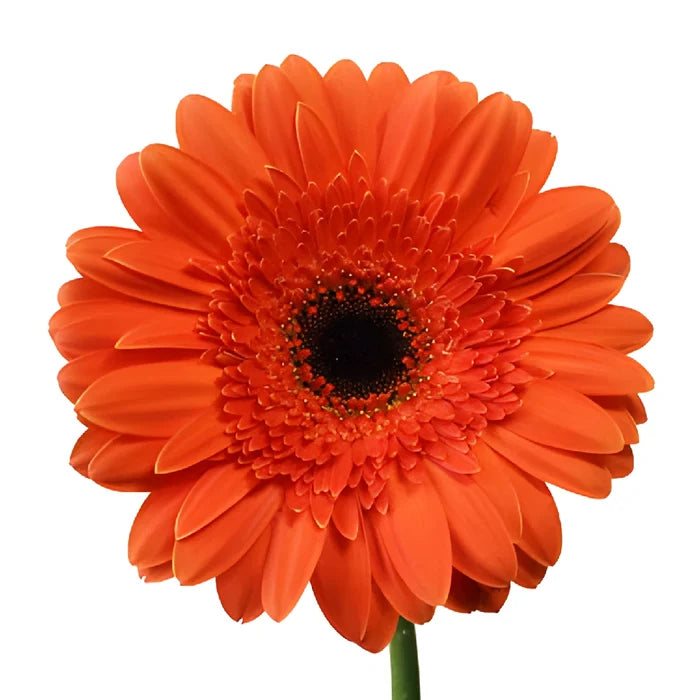 Melon Orange Gerbera Daisy Flowers