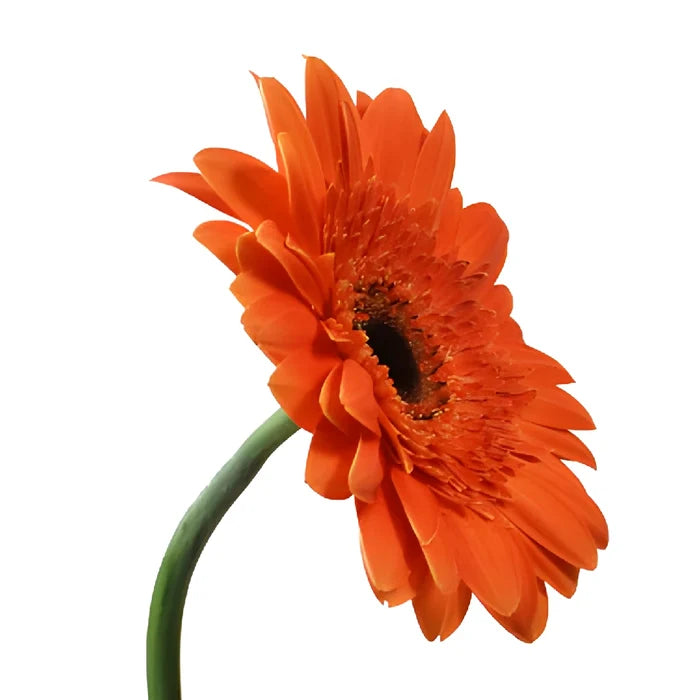 Melon Orange Gerbera Daisy Flowers
