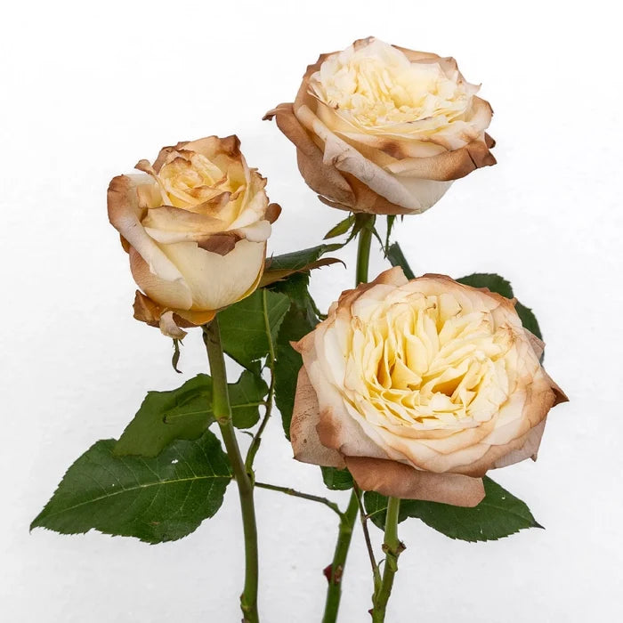 Mocha Mousse Ivory Tinted Rose Stem - Image