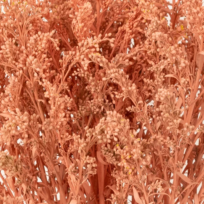 Peachy Orange Tinted Solidago Wildflower Close Up - Image