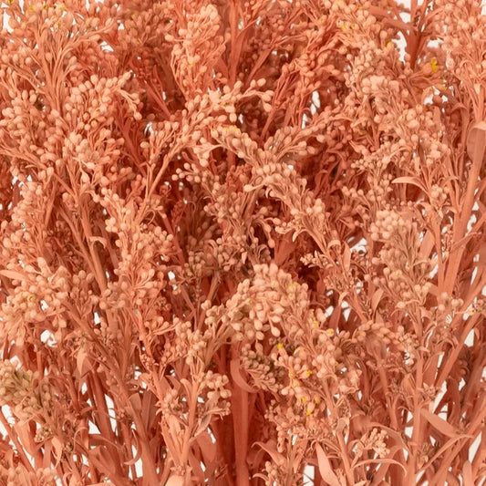 Peachy Orange Tinted Solidago Wildflower Close Up - Image
