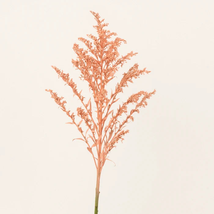 Peachy Orange Tinted Solidago Wildflower Stem - Image