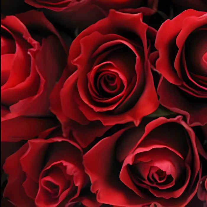 Red Calypso Sweetheart Roses