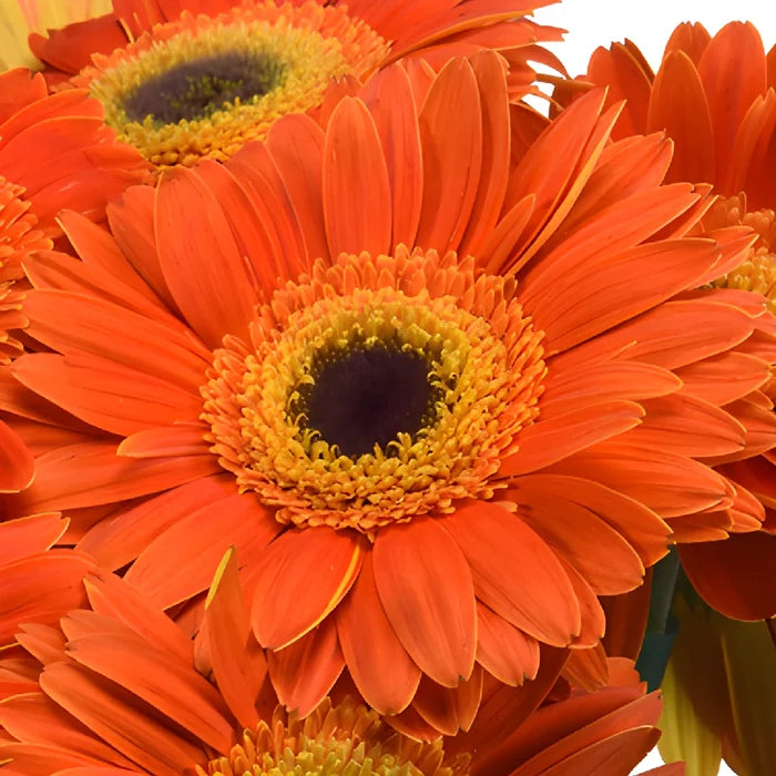 Sherbert Orange Gerbera Daisies