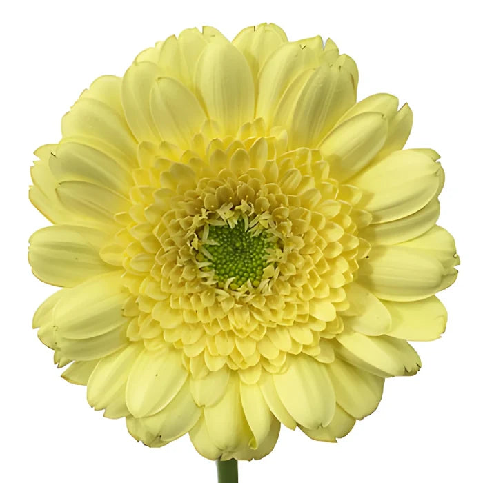Soft Lemon Mini Gerbera Daisies