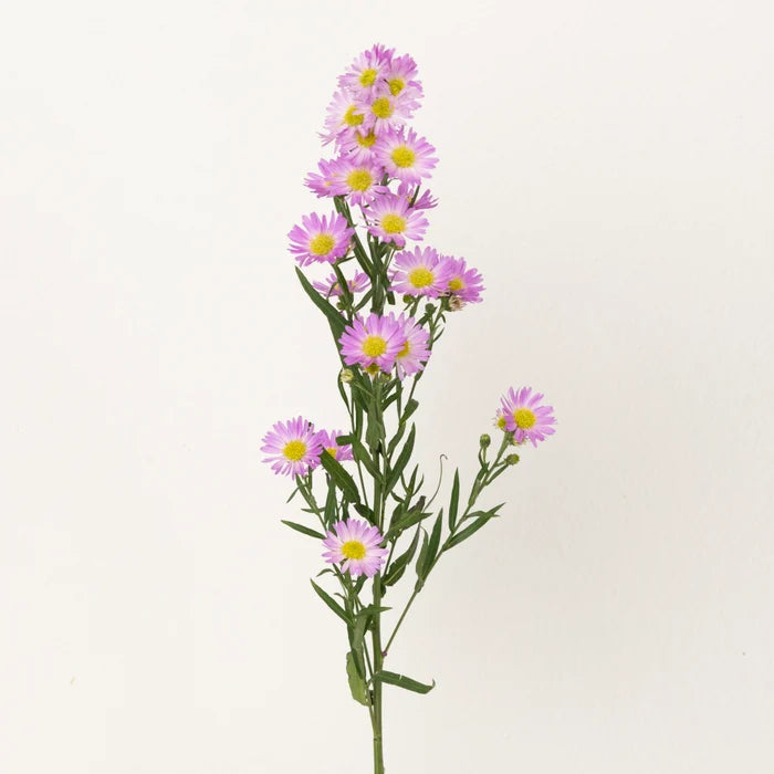 Sugar Plum Pink Spray Aster Flowers Stem - Image