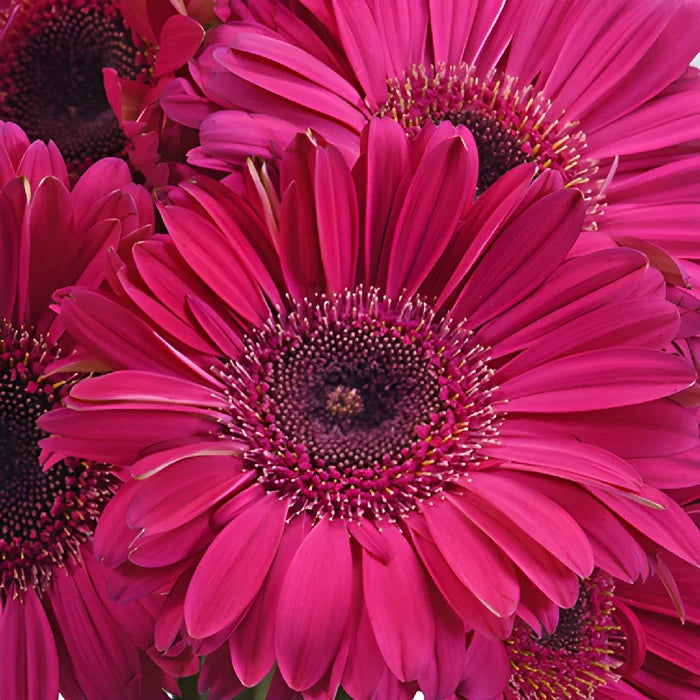 Unique Pink Gerbera Daisy