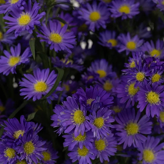 Violet Purple Spray Aster Close Up - Image
