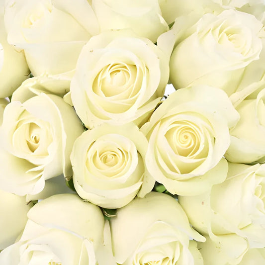 White Akito Sweetheart Roses