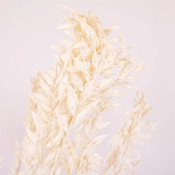 Bleached Dried Italian Ruscus Greenery Up Close