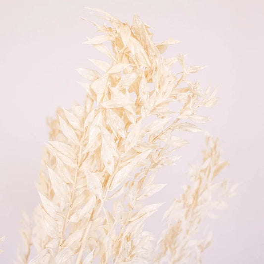 Bleached Dried Italian Ruscus Greenery Up Close