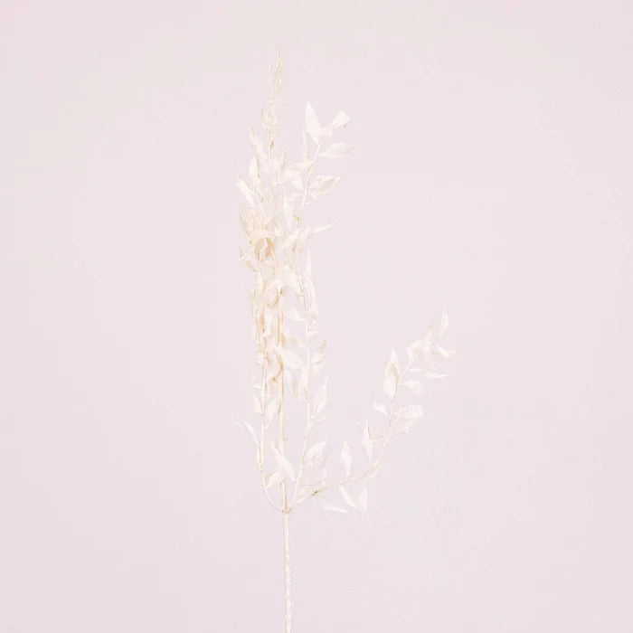Bleached Dried Italian Ruscus Greenery Stem
