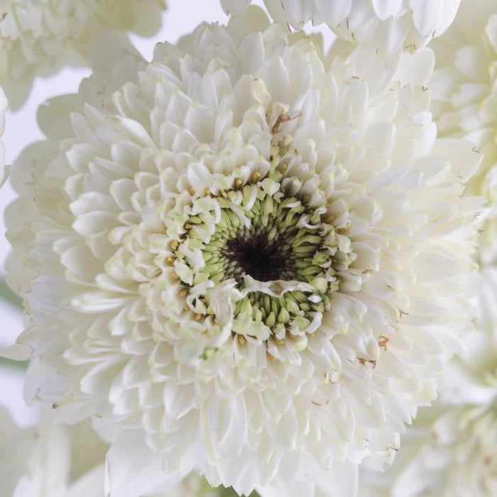 White Mint Gerrondo Daisies Close Up - Image